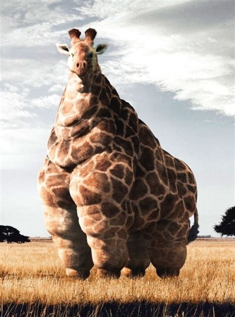 Not Found | Komische tiere, Lustige tiere, Lustige tierbilder