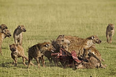 12 Incredible Hyena Facts