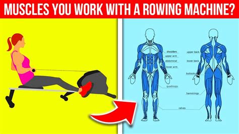 What Muscles Do You Work With A Rowing Machine Youtube