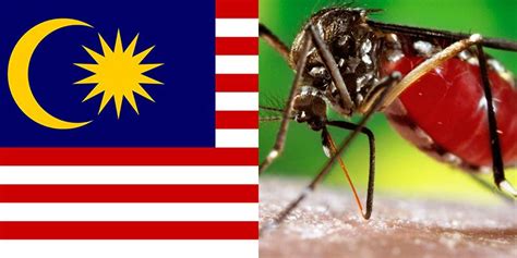 From the 1960s dengue cases began to spread into the urban areas of penang and kuala lumpur. Dengue in Malaysia