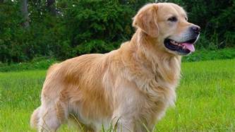Thank you for visiting our website and for your interest in one of our sweetheart golden retriever puppies. Golden Retriever Facts - YouTube