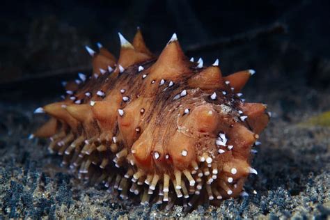 10 Endangered Sea Cucumbers And Their Conservation