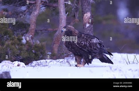 Golden Eagle Prey Species Stock Videos And Footage Hd And 4k Video