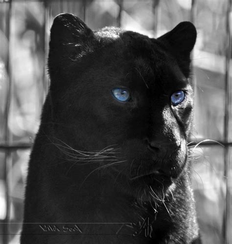 Black Panther Blue Eyes Wallpaper Wallpapersafari