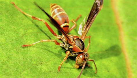 How To Identify Hornets And Wasps In Tennessee Sciencing