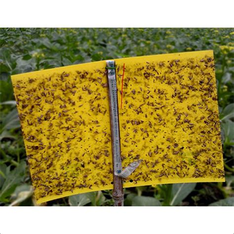 Yellow Sticky Trap Application Agriculture At Best Price In Kolkata