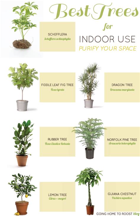 Best Trees For Indoor Use