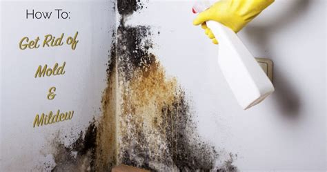 How To Get Rid Of Mold And Mildew The Craftsman Blog