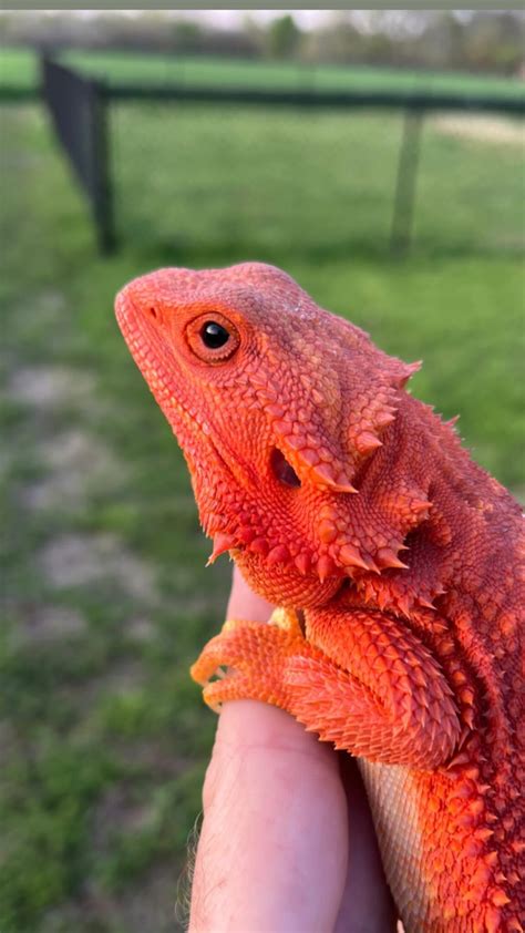 Red Hypo Translucent Bearded Dragon For Sale