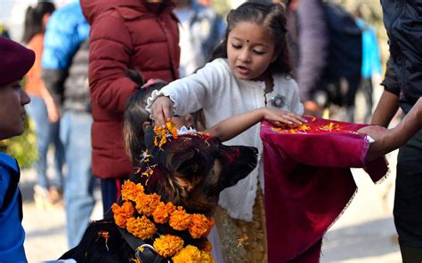 Inside Day Of The Dogs A Hindu Festival In Nepal Dedicated To Our