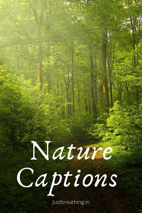 Jungle Captions For Instagram - Captions More