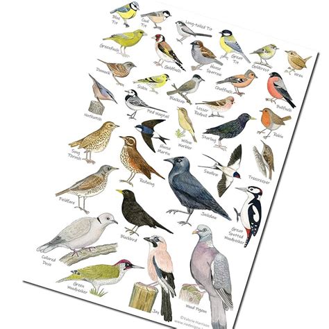 British Garden Birds Identification Chart Wildlife Poster A5 Etsy Riset