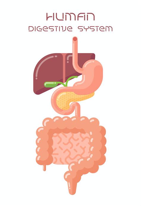 10 Facts About Digestion Moomoomath And Science