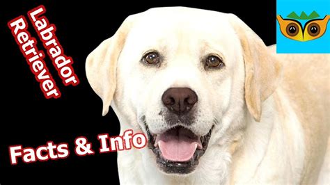 Labrador Retriever Facts And Information Youtube