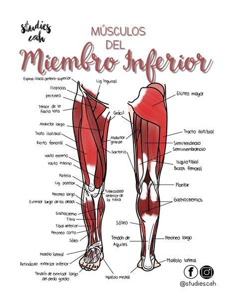 Músculos del Miembro Inferior Anatomia humana huesos Anatomia y