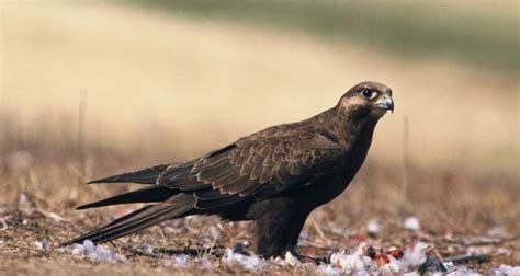 Black Falcon Birds Sa