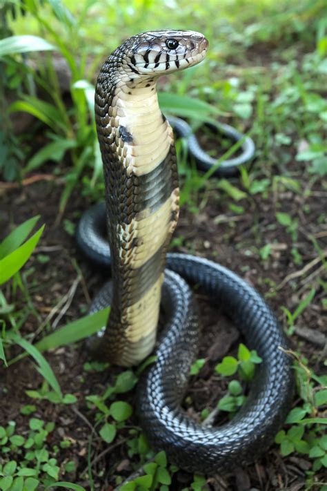 African Forest Cobra Snake Reptiles And Amphibians Beautiful Snakes
