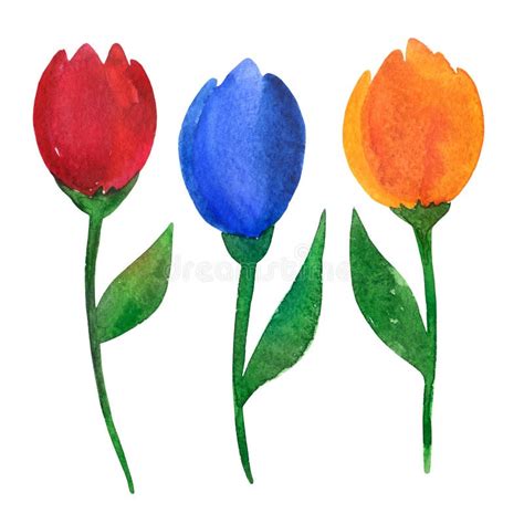 Watercolor Tulips On An Isolated Background Stock Illustration