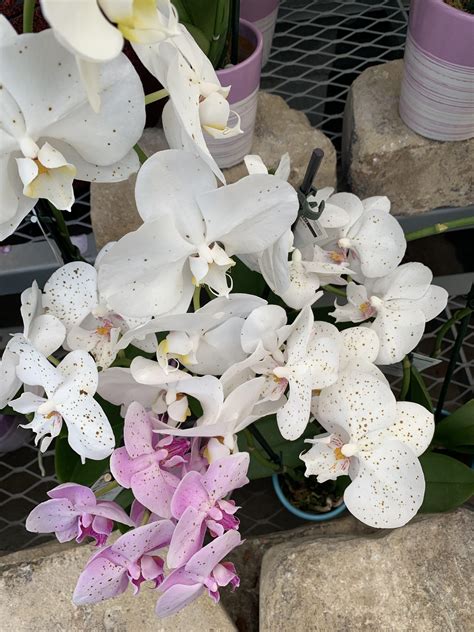 Every orchid at my Home Depot has looked like this for at least the