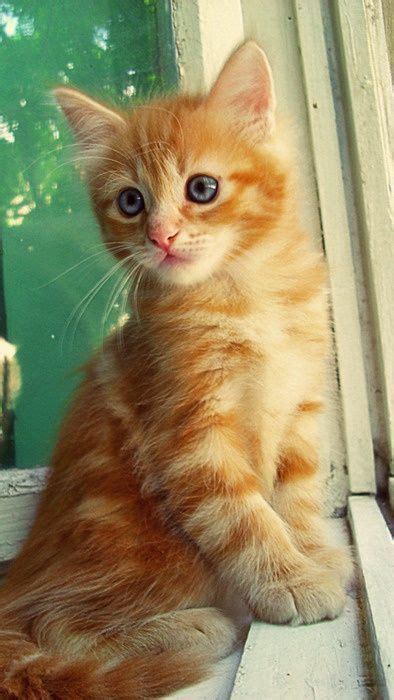 Cat Gorgeous Image Kittens Cutest Orange Cats Pretty Cats