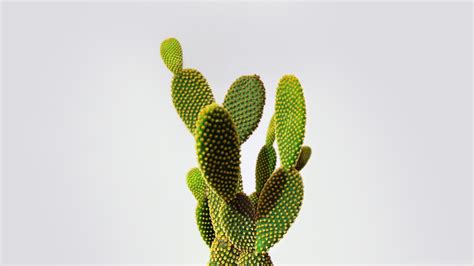 Cactus Hd Wallpaper Pixelstalknet