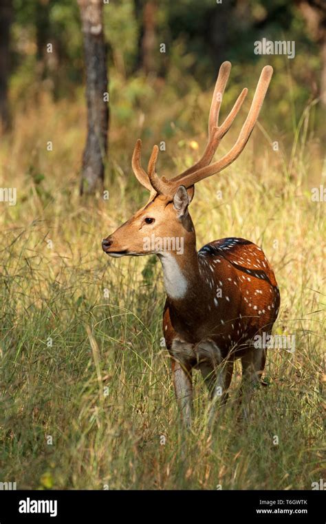 A Male Spotted Deer Or Chital Axis Axis In Natural Habitat Kanha