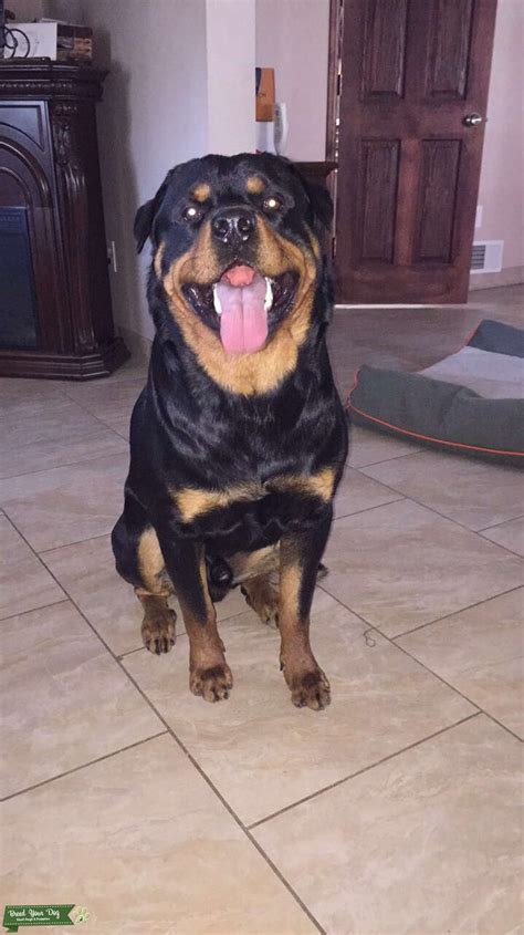 Rottweiler Stud Stud Dog In Michigan The United States Breed Your Dog