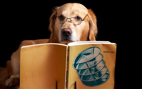 806095 4k Dogs Retriever Book Hat Black Background Reading