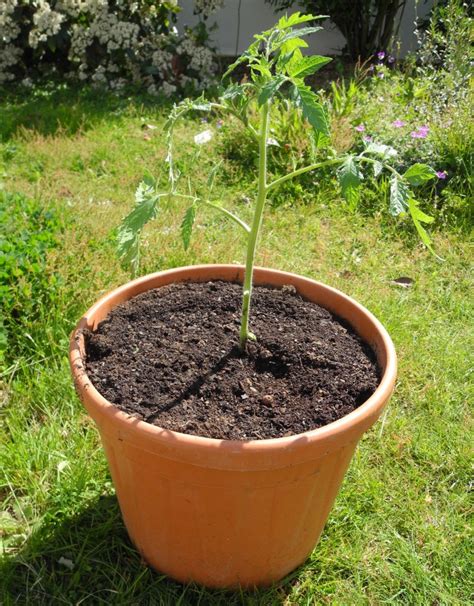 Culture Tomates En Pot Aide Pour Culture Tomates En Pot Page 14