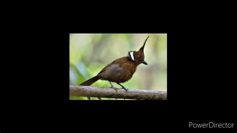 Burung ini juga memiliki sebutan perenjak jawa, meskipun lebih familiar dengan sebutan burung ciblek. Suara burung Cililin dan Ciblek kristal cck untuk masteran ...