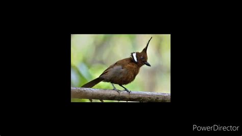 Oh iya sob, burung ciblek ini terdapat beberapa jenis loh, antara lain ciblek kristal, ciblek gunung dan ciblek sawah. Suara burung Cililin dan Ciblek kristal cck untuk masteran ...