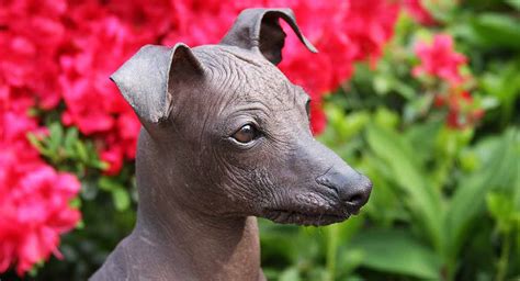 Peruvian Hairless Dog Is His Personality As Fun As His Look