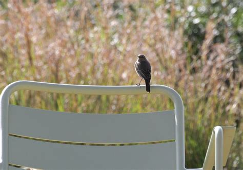 Little Sparrow Christos Loufopoulos Flickr