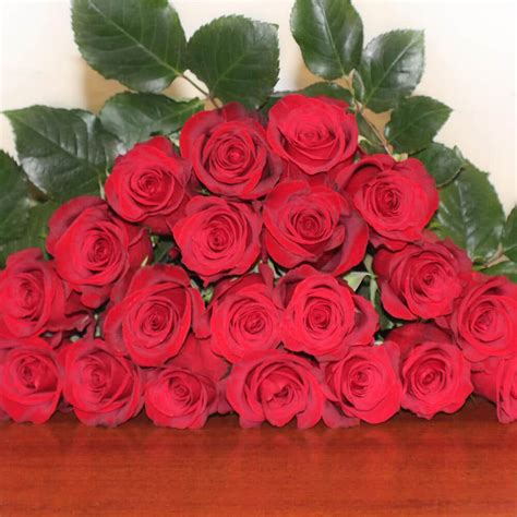 Freedom Red Roses 100 Stems Buy Wholesale Flowers Jr Roses