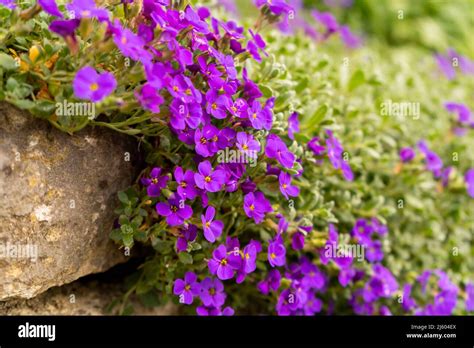 Closeup On Vibrant Coloured Flowers In Purple Aubrieta Cascade Blue