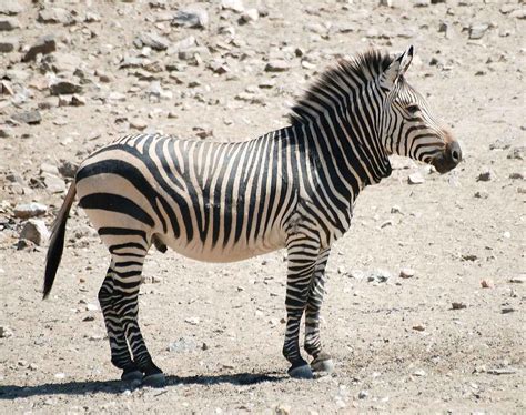 Equus Zebra Wikipedia