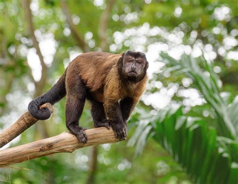 Capuchin Monkeys New England Primate Conservancy