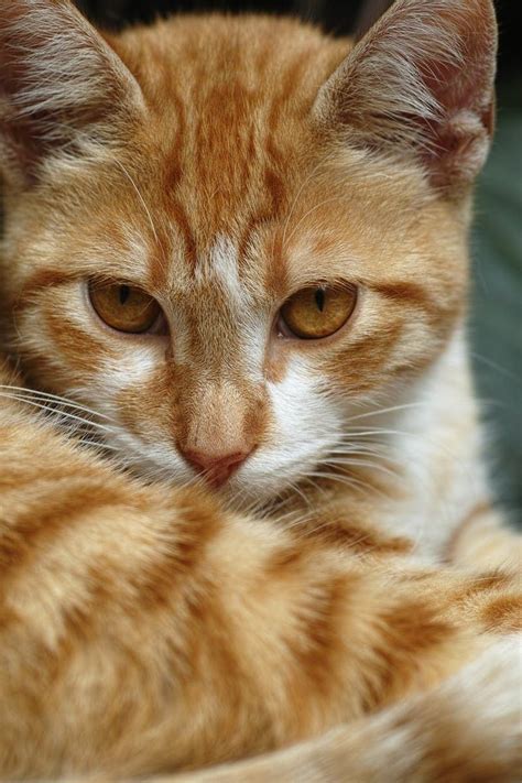 Pin By Cat Lovers On Felinos Cute Cats Orange Tabby Cats