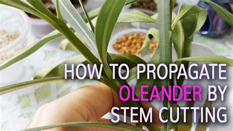How To Propagate Oleander By Stem Cutting Youtube
