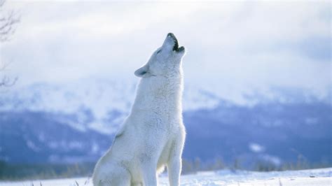 Winter Snow Nature Landscape Wolf Wolves Wallpaper 1920x1080 866170