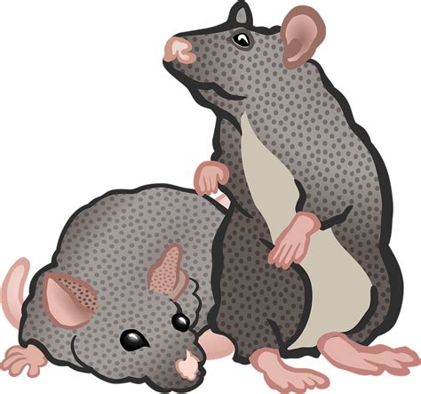 Rat Clipart Animated Rat Animated Transparent Free For