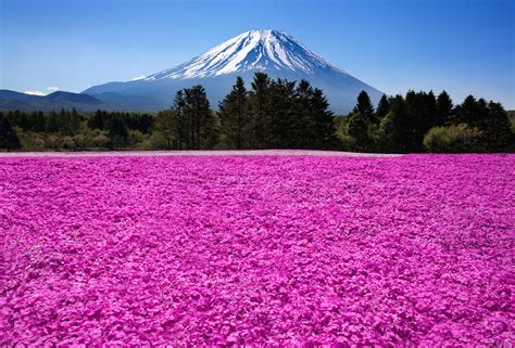Japan Fuji Volcano Mountains Nature Flowers Field Meadow