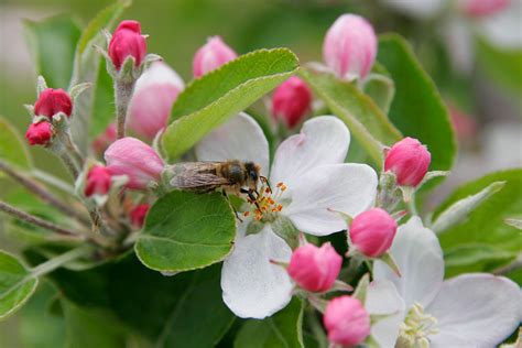 Peter häger has released this apple tree flowers image under public domain license. Wwe Wrestlers Profile: Arkansas State Flower Apple Blossom ...