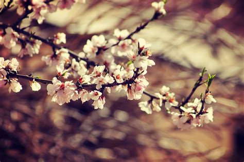 Free Images Tree Nature Branch Plant Sunlight Leaf Flower