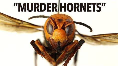 Everything You Need To Know About Murder Hornets In 6 Minutes Youtube