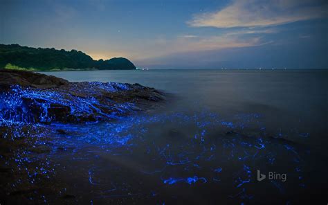 Vargula Hilgendorfii Sea Fireflies At The Seashore Bing Wallpaper