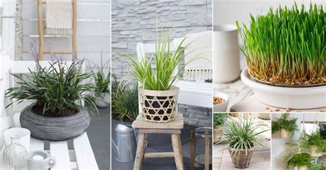 11 Best Indoor Grass Plants You Can Grow As Houseplants