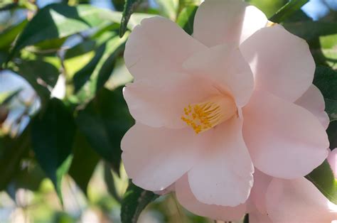 Camellia Japonica Magnoliaeflora Photographed Along The Flickr