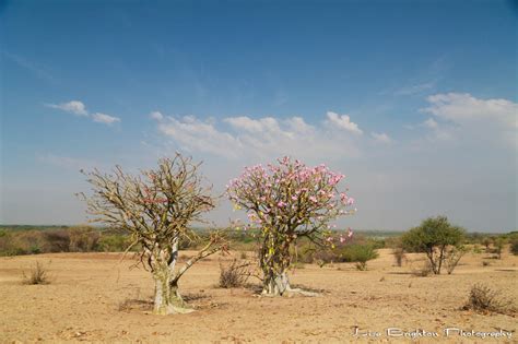 5 Desert Rose Lisa Brighton Photography