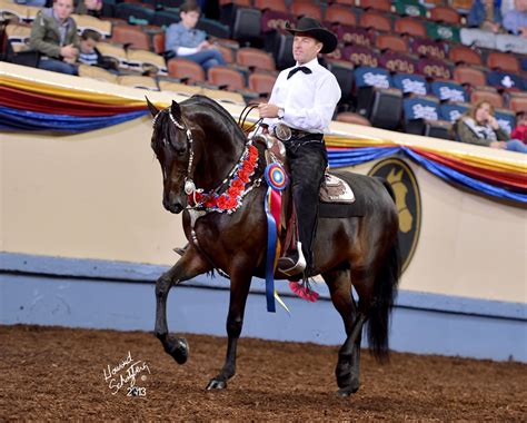 Cbmf Fandango World Champion Western Pleasure 3 Yr Morgan Horse